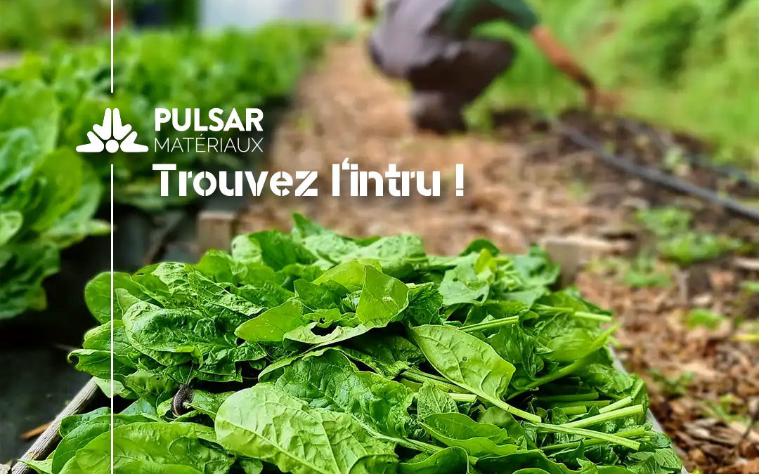 26ème mois au PulsGARDEN : Les légumes d’été sont plantés !